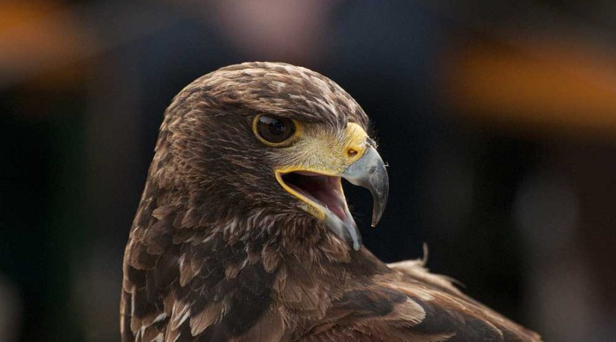 Aquila Reale Monti Nebrodi