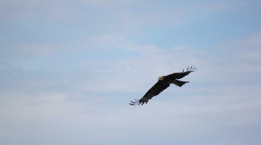 Aquila Reale in volo su Malabotta