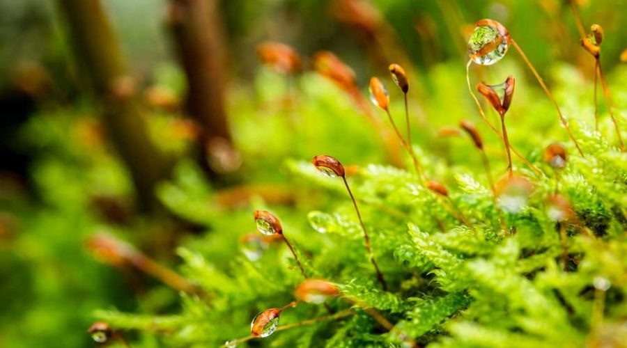 Riserva Naturale Orientata-Bosco di Malabotta Sentiero Faggita