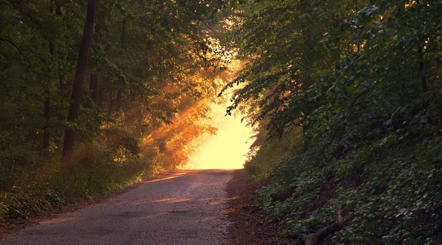 Sentiero nel Bosco Malabotta